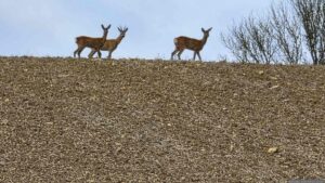 Rehe in der Nähe der Solaranlagen bei Waldbrunn