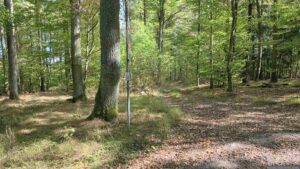 Wir folgen dem Waldweg, gekennzeichnet durch rot-weiß-rote Balken