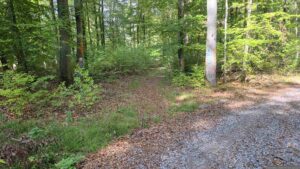 Wir folgen dem Waldweg, gekennzeichnet durch rot-weiß-rote Balken