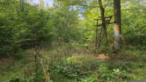 Wir folgen links vom Hochsitz dem Waldweg, gekennzeichnet durch rot-weiß-rote Balken