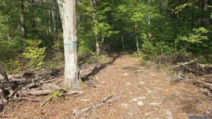 Wir folgen dem Waldweg, gekennzeichnet durch rot-weiß-rote Balken