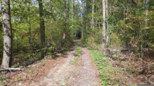 Wir folgen dem Waldweg, gekennzeichnet durch rot-weiß-rote Balken