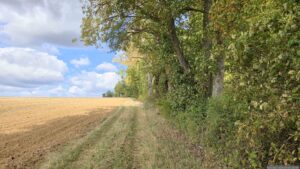 Weg entlang des Waldes Richtung Pfarr-Hütte