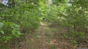 Wir folgen dem Waldweg in Richtung BAB A3