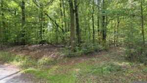 Am Waldrand vor der Brücke über die BAB A3