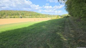 Waldweg entlang des Probstforstes im Nordosten in Richtung Waldbüttelbrunn