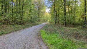 Waldweg Richtung Köhlerbrunnen