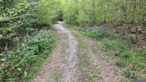 Waldweg im Probstforst