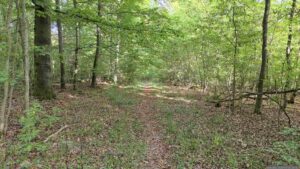 Waldweg in Richtung Eisingen