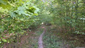Waldweg in Richtung Eisingen
