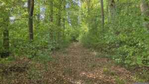 Waldweg im Probstforst