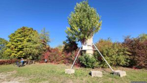 Totholzbaum am 5. Oktober 2026 in Erlabrunn