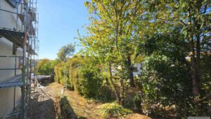 Nach dem entfernen der Äste an der Goldulme und am Kirschbaum in unserem Garten am 6. Oktober 2026