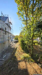 Nach dem entfernen der Äste an der Goldulme und am Kirschbaum in unserem Garten am 6. Oktober 2026