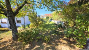 Nach dem entfernen der Äste an der Goldulme und am Kirschbaum in unserem Garten am 6. Oktober 2026