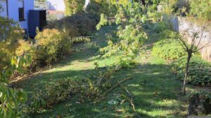 Nach dem entfernen der Äste an der Goldulme und am Kirschbaum in unserem Garten am 6. Oktober 2026