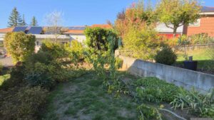 Nach dem entfernen der Äste an der Goldulme und am Kirschbaum in unserem Garten am 6. Oktober 2026