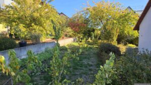 Nach dem entfernen der Äste an der Goldulme und am Kirschbaum in unserem Garten am 6. Oktober 2026