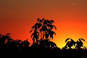 Sonnenuntergang mit Starschwärmen am 6. Oktober 2026