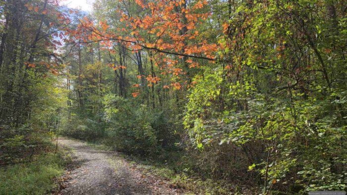 Waldweg am Hühnerberg im Irtenberger Forst