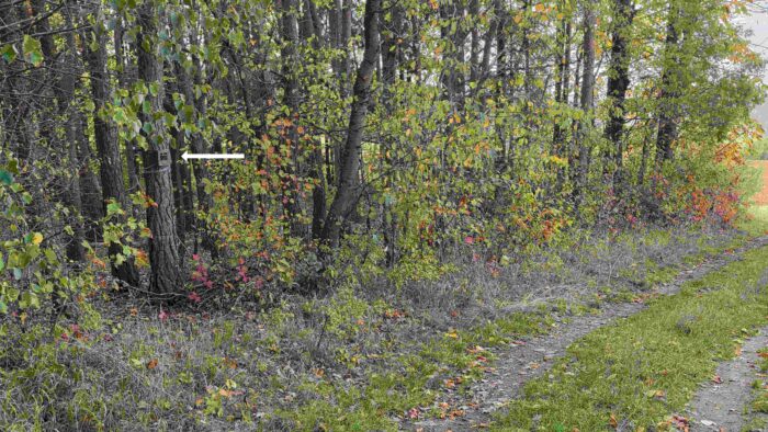 Wildkamera: Festgestellt am 16. Oktober 2026 an einem direkt am Waldrand verlaufenden Flurweg in der Altertheimer Mulde