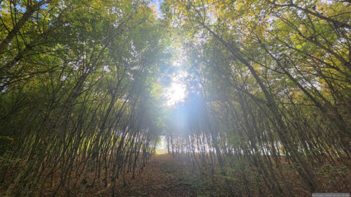 Waldstück im näheren Bereich der Altertheimer Mulde