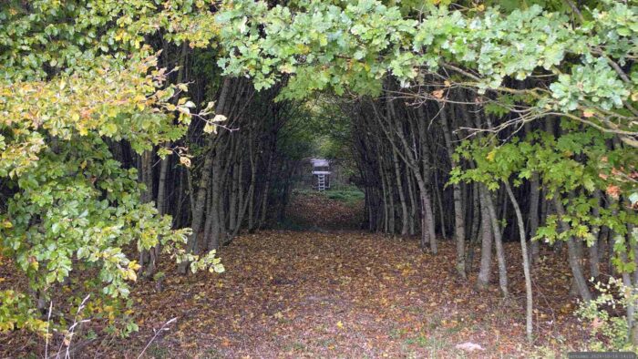 Waldstück im näheren Bereich der Altertheimer Mulde