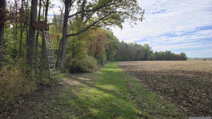 Weg entlang des Waldes im Bereich der Altertheimer Mulde