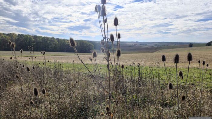 Wilde Karde (Dipsacus fullonum) oberhalb der Altertheimer Mulde