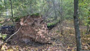 Umgestürzter Baum im Lochholz