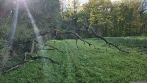 Umgestürzter Baum am Lochholz