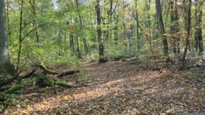Waldweg im Tiergarten