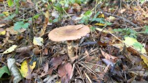 Pilz neben dem Waldweg im Tiergarten