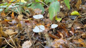 Pilze im Waldstück Tiergarten