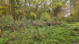 Nahezu ohne Wasser: Der Schwemmsee in Höchberg am 22. Oktober 2026