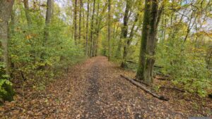 Waldweg Richtung Waldkindergarten in Höchberg