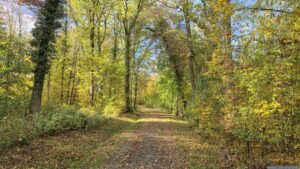 Waldweg am Lödeberg im Buchrainholz bei Waldbüttelbrunn