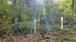 In Waldbüttelbrunn gibt es das Projekt „Lebenswäldchen am Lödeberg“, bei dem für Neugeborene der Gemeinde eigene Lebensbäume gepflanzt werden.