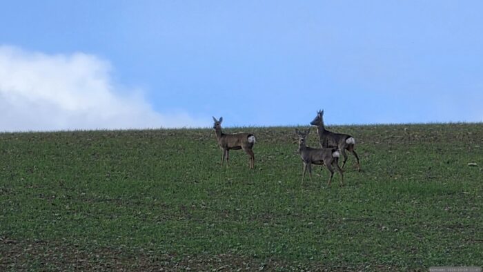 Rehe am 28. Oktober 2026 am Gereut bei Waldbrunn