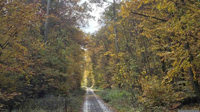 Wanderung am 28. Oktober 2026 durch den Irtenberger Wald nach Oberaltertheim
