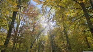 Wanderung am 28. Oktober 2026 durch den Irtenberger Wald nach Oberaltertheim