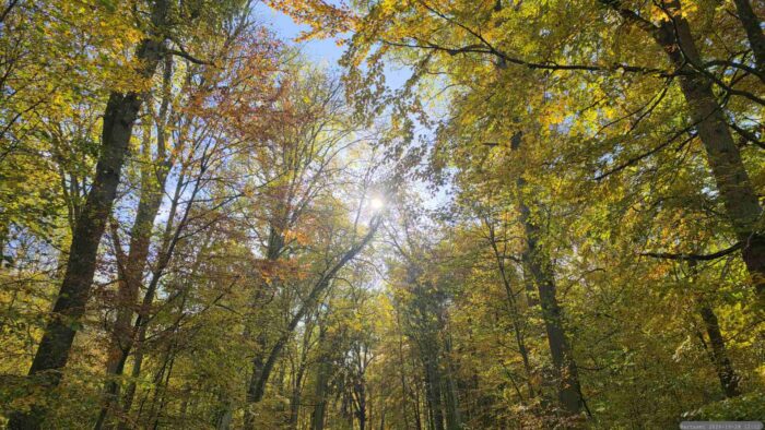 Wanderung am 28. Oktober 2026 durch den Irtenberger Wald nach Oberaltertheim
