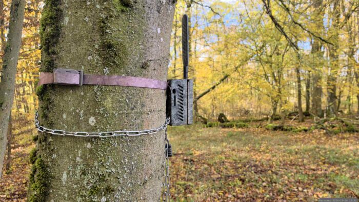 Wildkamera: Erstmals festgestellt am 28. Oktober 2026 an einem direkt am Waldrand verlaufenden Flurweg in der Altertheimer Mulde
