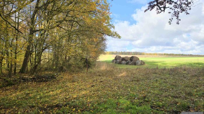 Ungefähr diesen Bereich nimmt die Wildkamera auf, die wir erstmals am 28. Oktober 2026 in der Altertheimer Mulde an einem Baum im Waldstück "Gottesgeraut" festgestellt haben.