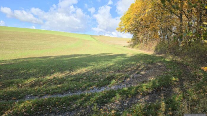 Ungefähr diesen Bereich nimmt die Wildkamera auf, die wir erstmals am 16. Oktober 2026 in der Altertheimer Mulde an einem Baum im Waldstück "Gottesgeraut" festgestellt haben.