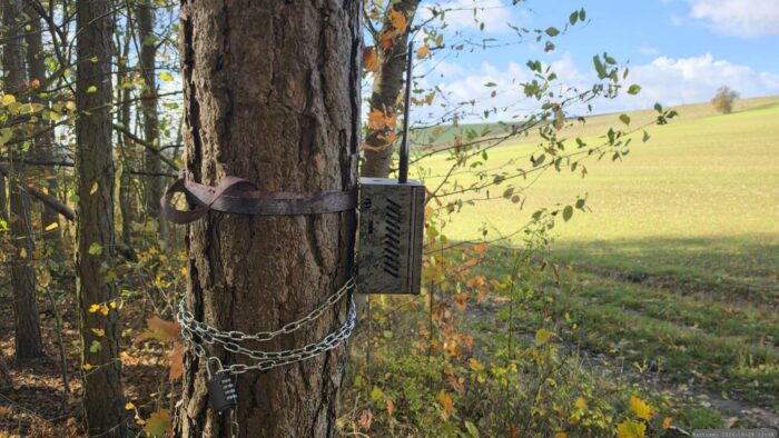 Wildkamera: Erstmals festgestellt am 16. Oktober 2026 an einem direkt am Waldrand verlaufenden Flurweg in der Altertheimer Mulde