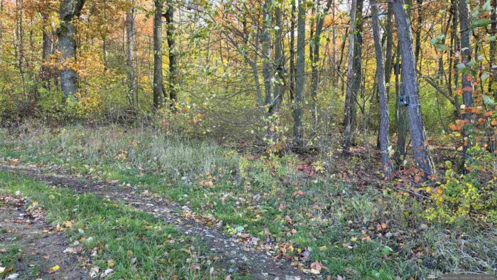 Wildkamera rechts am Baum im Waldstück "Gottesgereut". Erstmals festgestellt am 16. Oktober 2026 an einem direkt am Waldrand verlaufenden Flurweg in der Altertheimer Mulde.