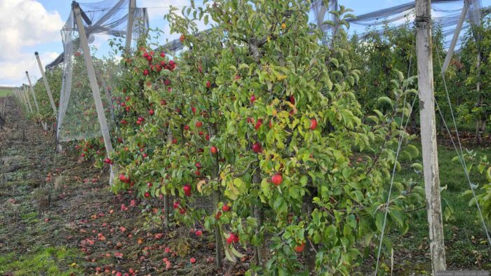 Obstplantage am 28. Oktober 2026 oberhalb von Oberaltertheim