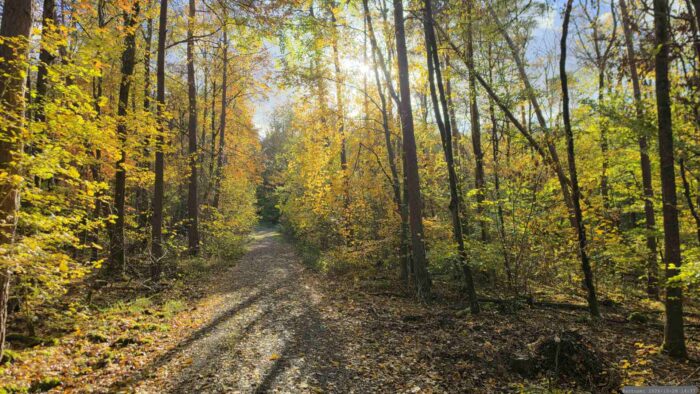 Irtenberger Wald am 28. Oktober 2026
